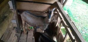 Dairy Goat German Alpine - main view