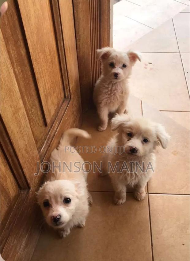 1-3 months Female Purebred Japanese Spitz