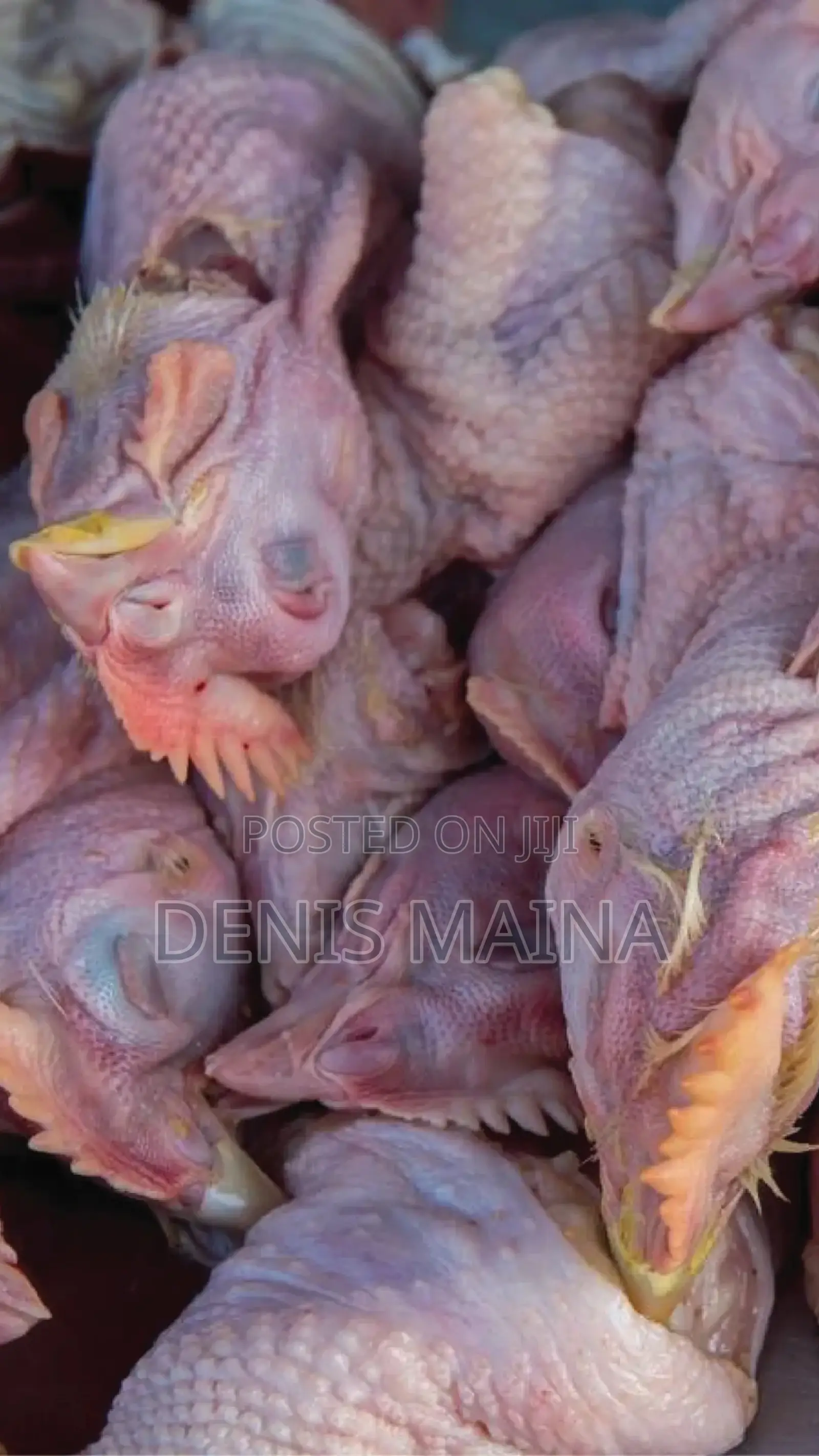Chicken Heads