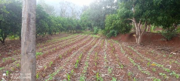Prime Distress 2 Acres Makuyu Muranga County - thumbnail 4