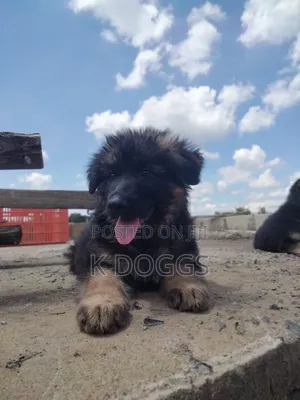 1-3 months Female Purebred German Shepherd