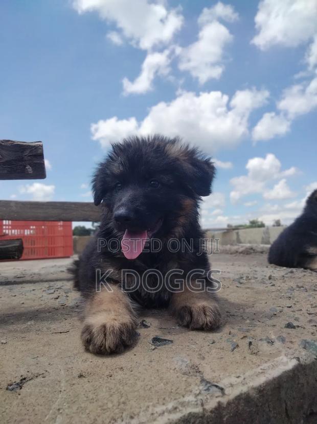 1-3 months Female Purebred German Shepherd