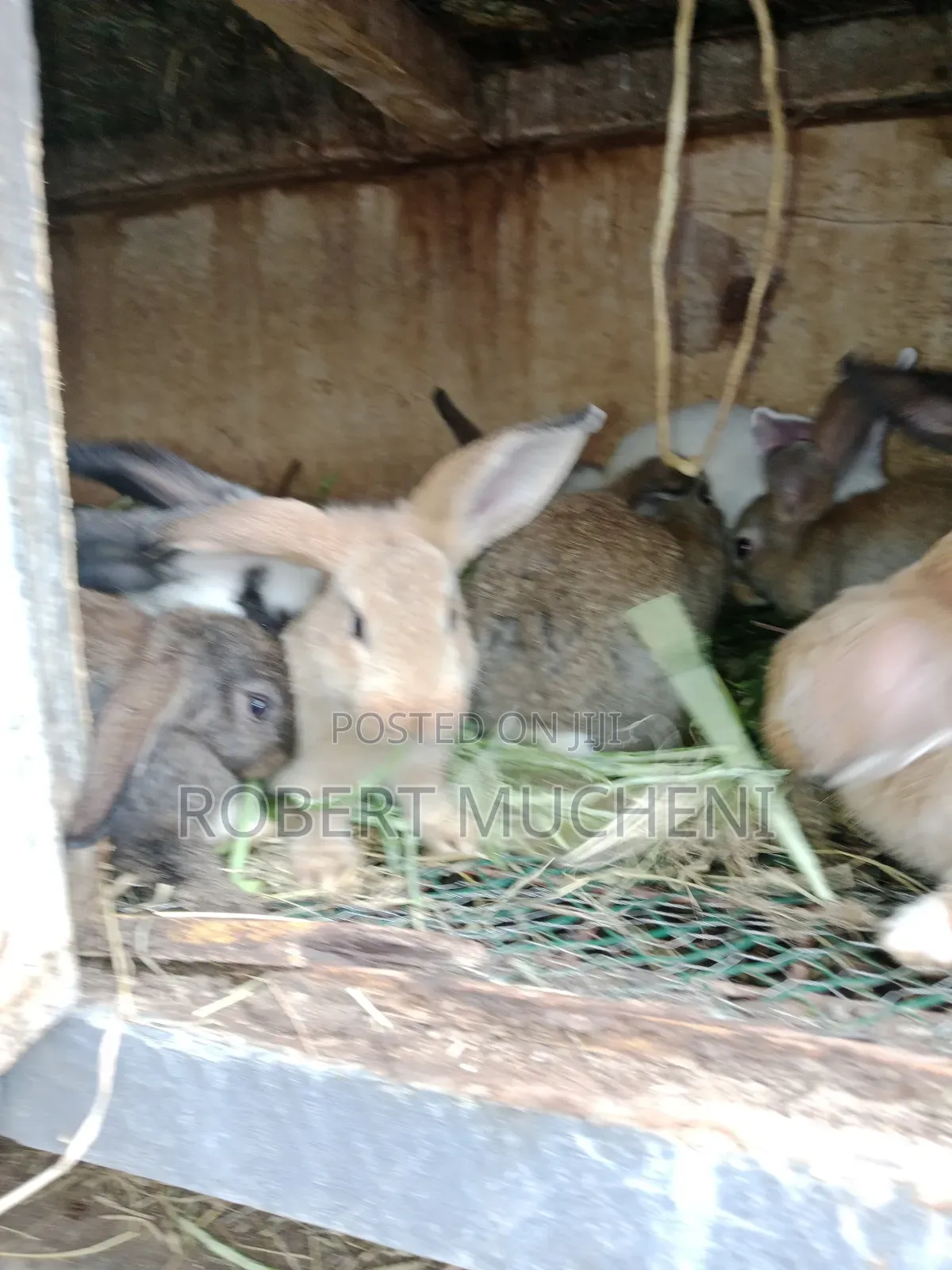 Rabbits for Sale