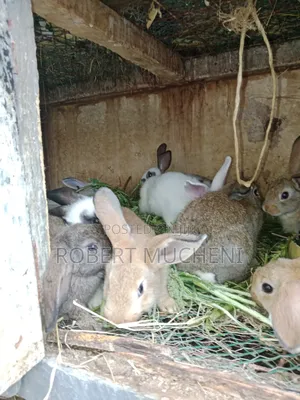 Rabbits for Sale