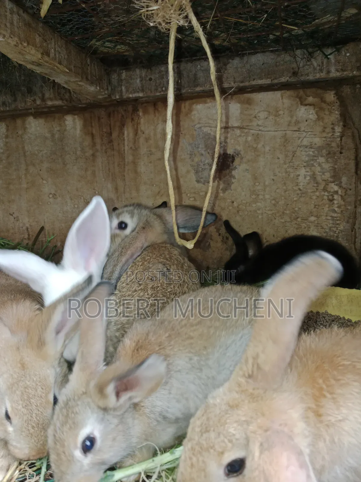 Rabbits for Sale
