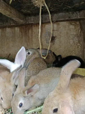 Rabbits for Sale