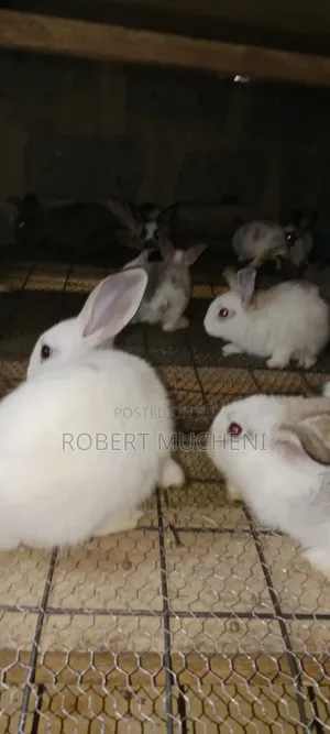 Rabbits for Sale