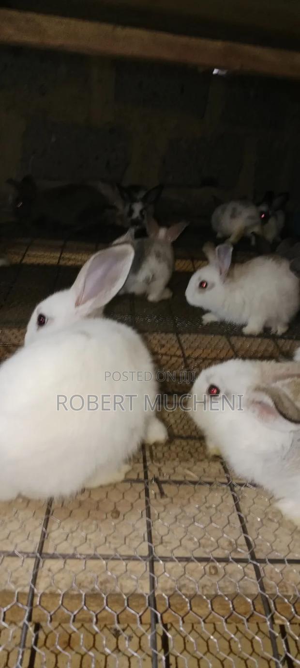 Rabbits for Sale - thumbnail 5
