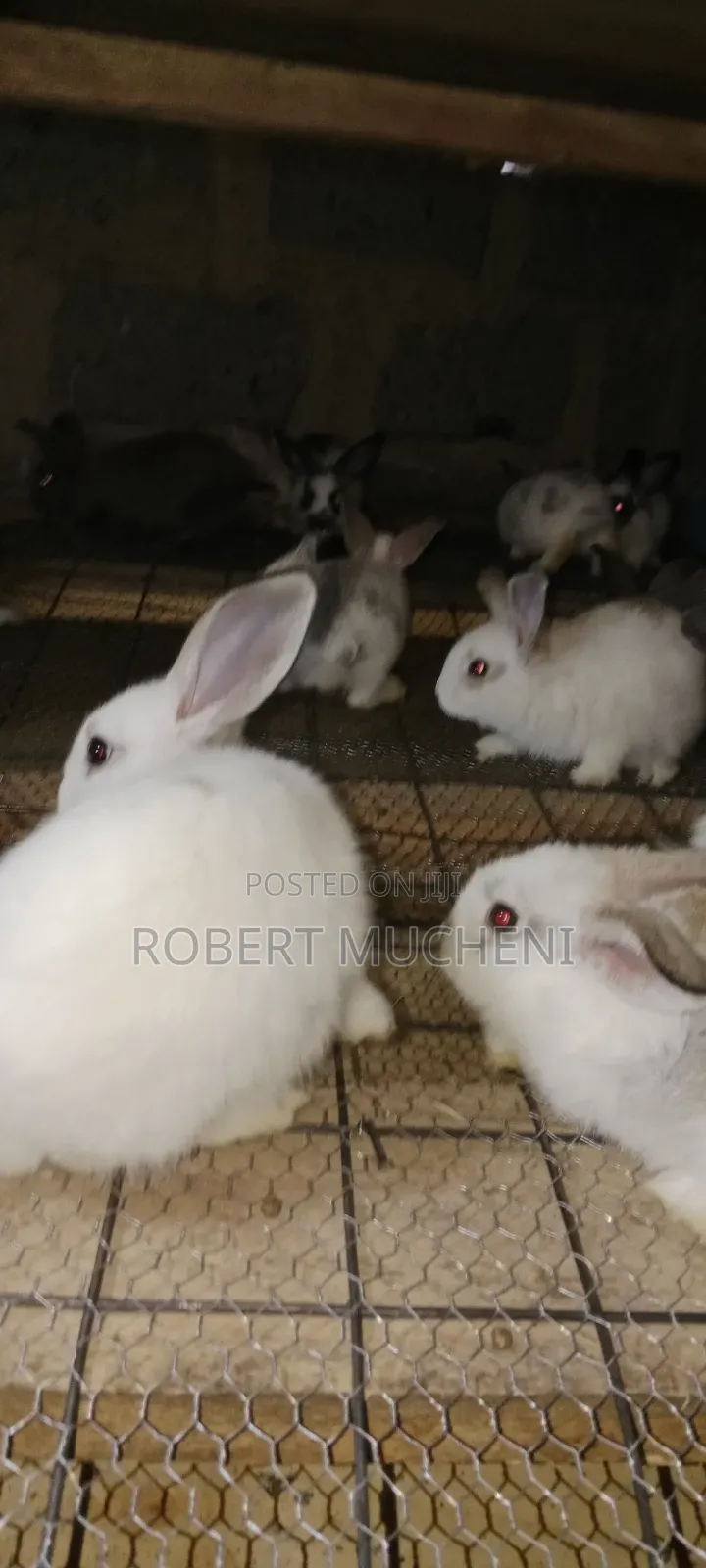 Rabbits for Sale