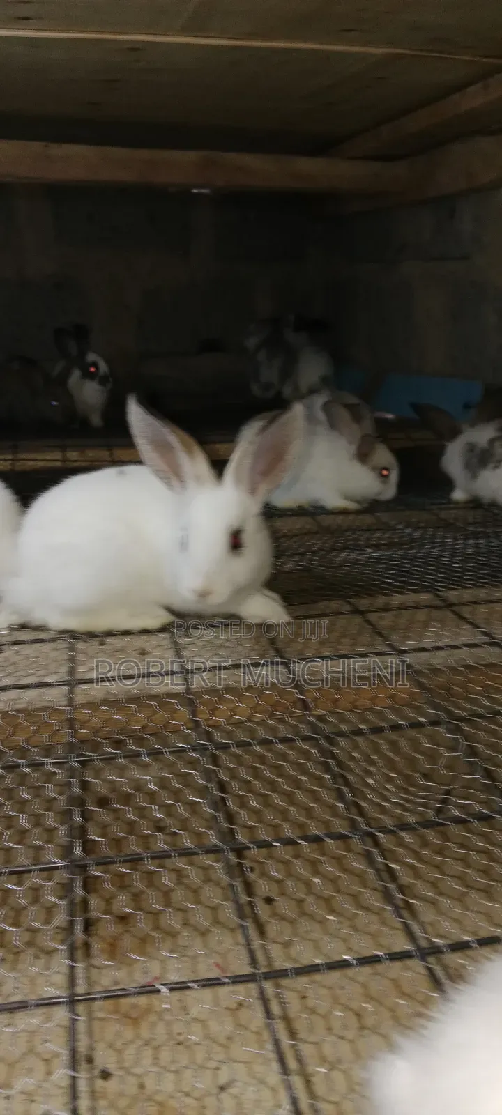 Rabbits for Sale