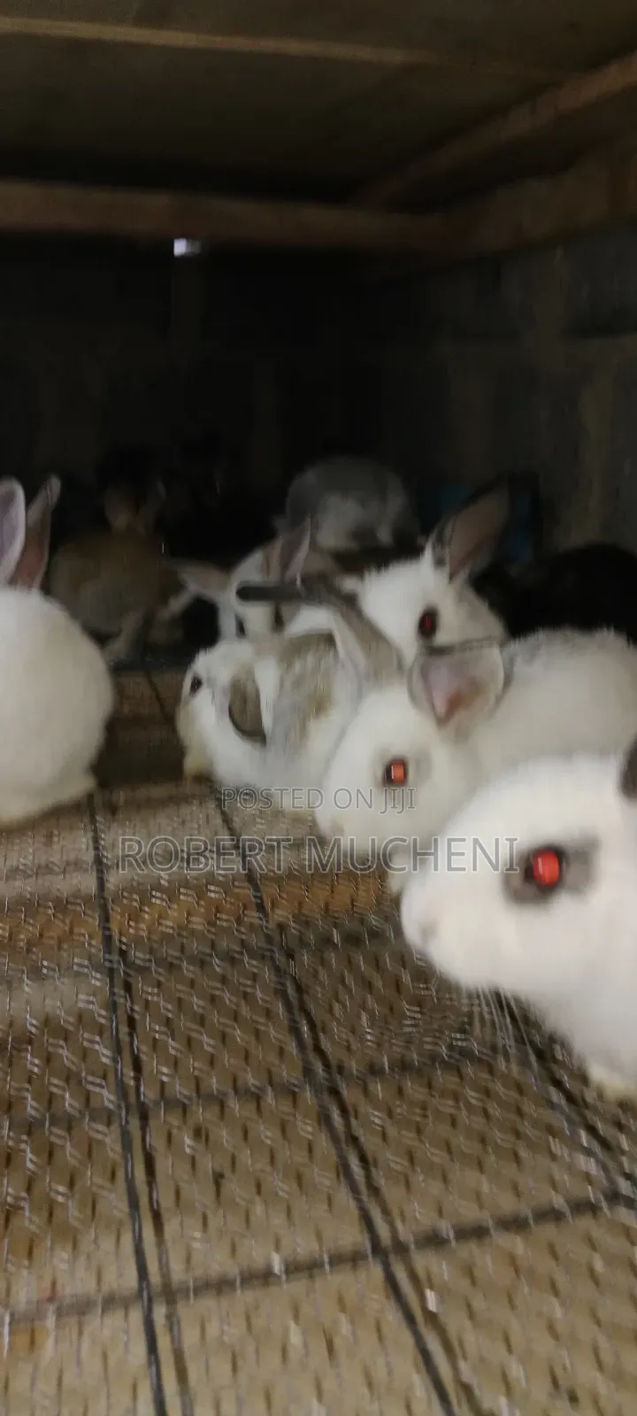 Rabbits for Sale
