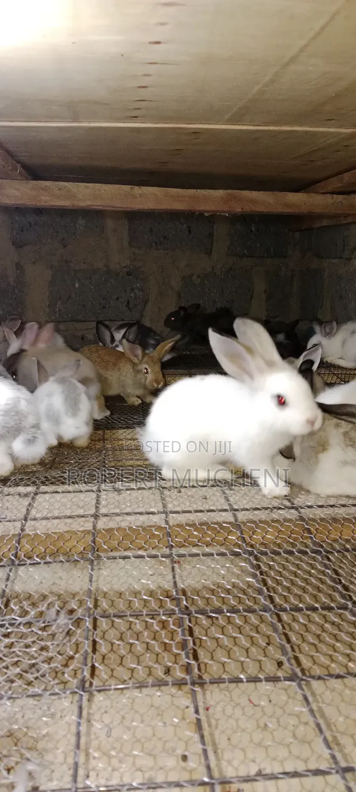 Rabbits for Sale
