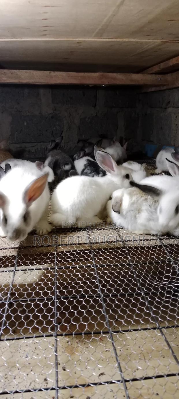 Rabbits for Sale - thumbnail 9