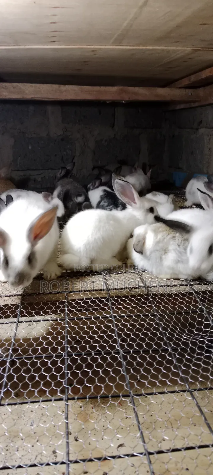 Rabbits for Sale