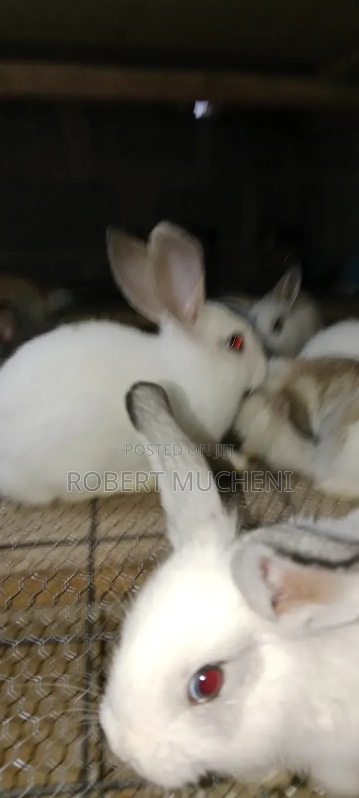 Rabbits for Sale