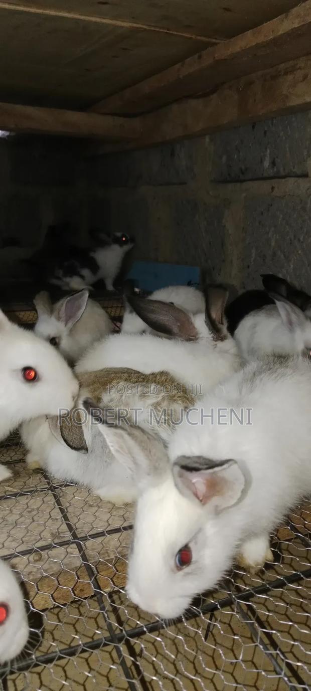 Rabbits for Sale - thumbnail 11
