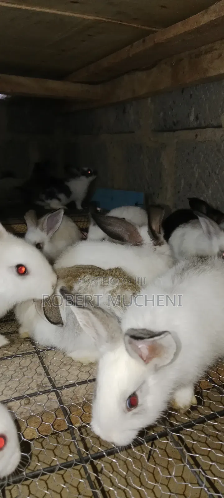 Rabbits for Sale