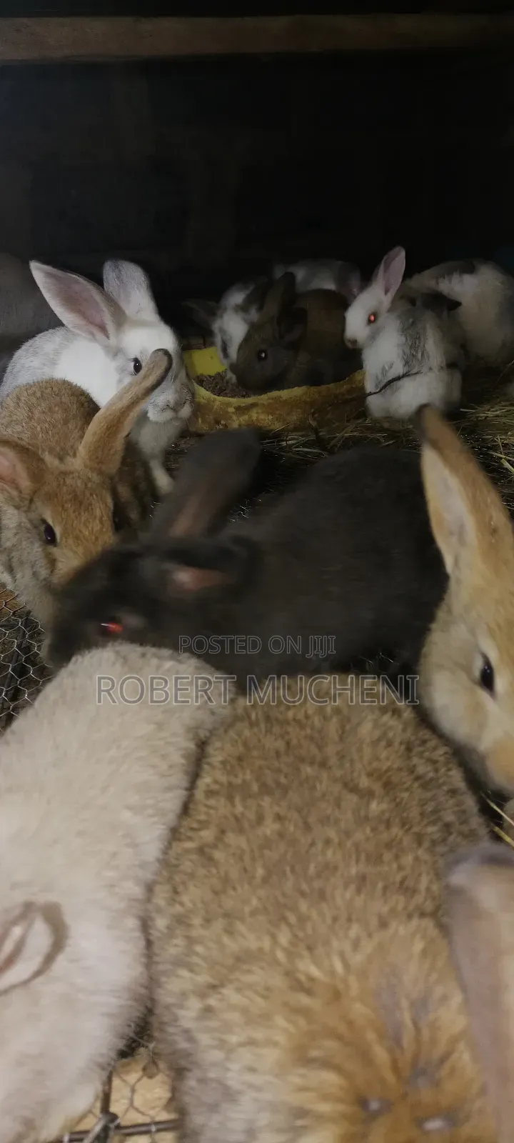 Rabbits for Sale