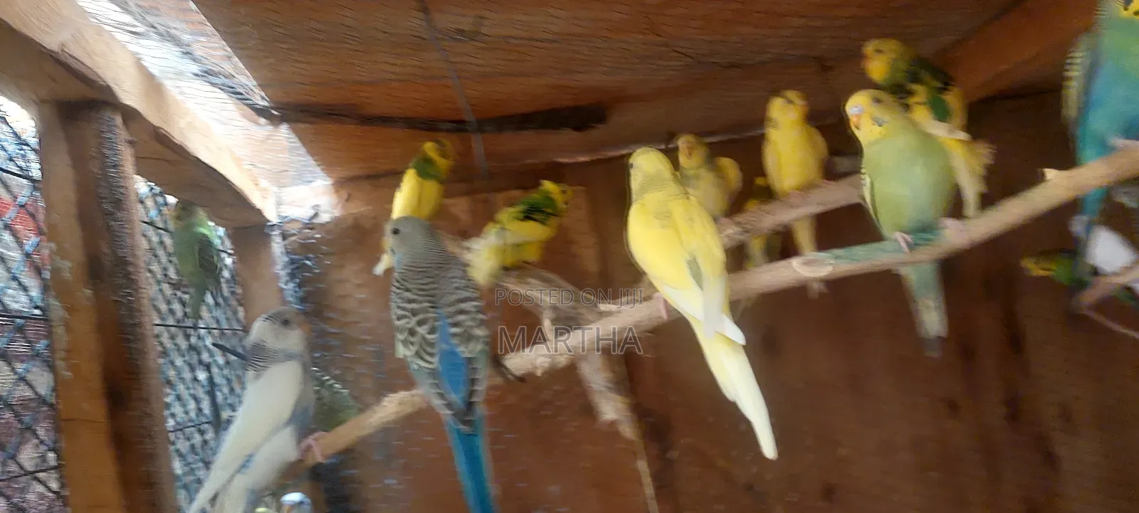 Supa Budgies.