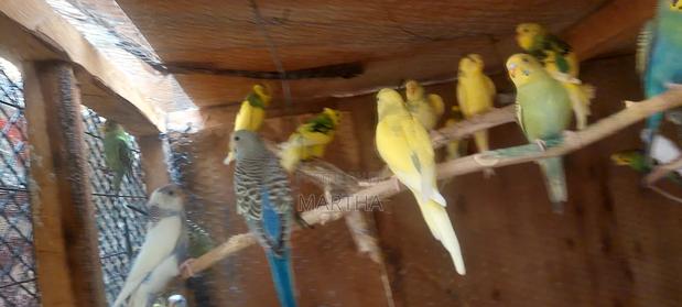 Supa Budgies. - thumbnail 4