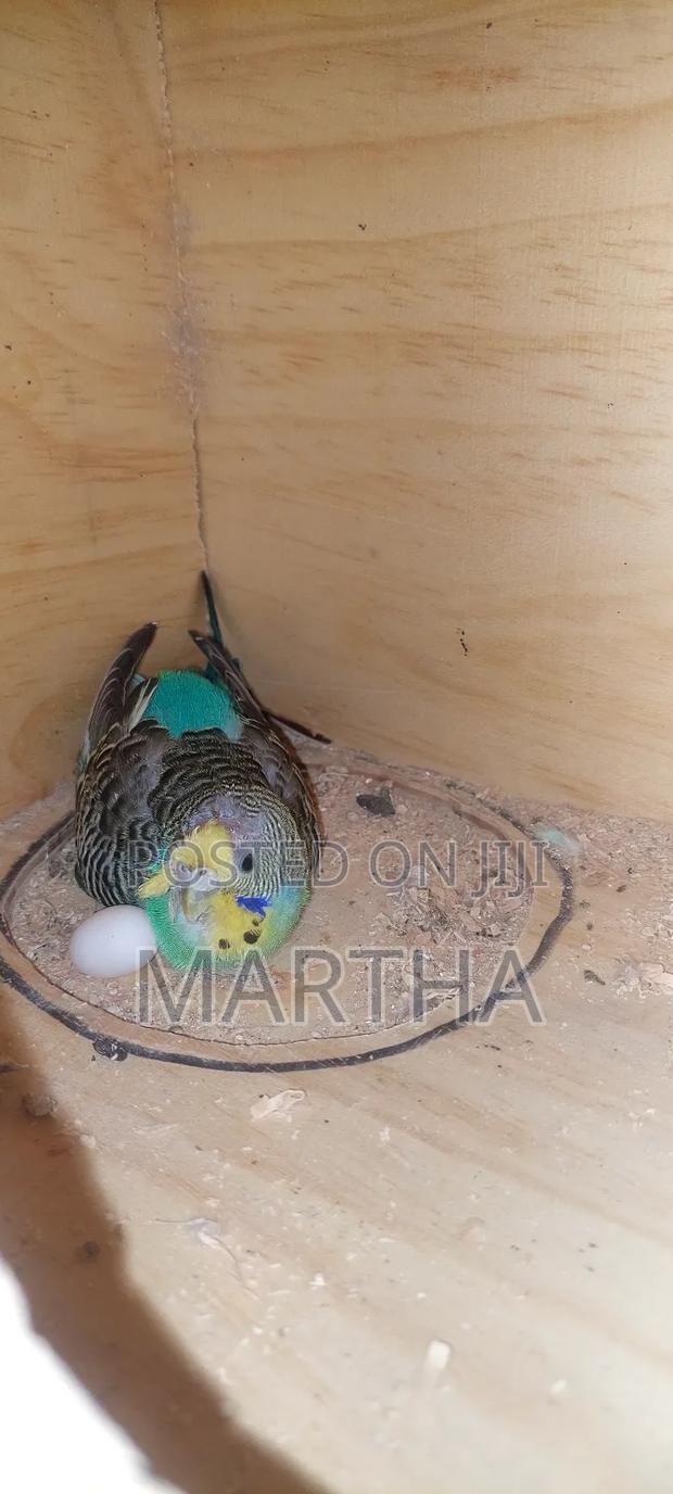 Supa Budgies. - thumbnail 5