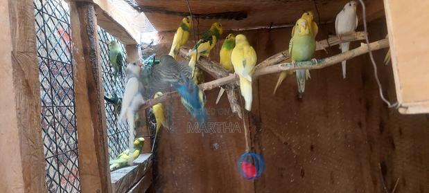 Supa Budgies. - thumbnail 6