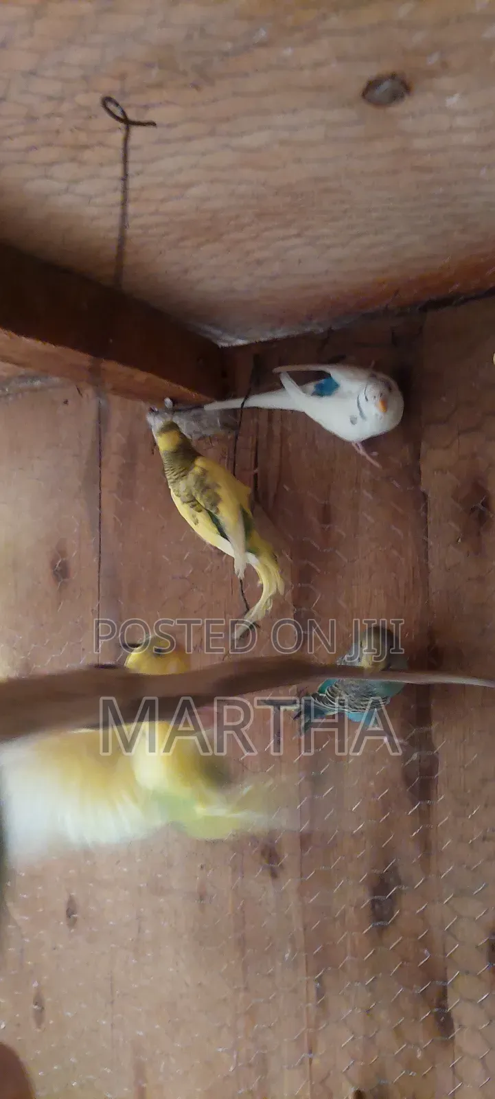 Supa Budgies.