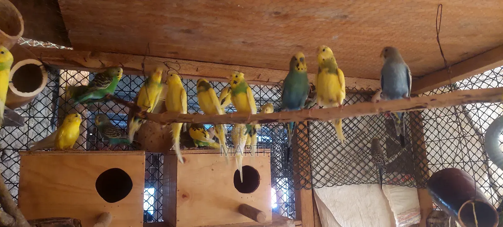 Supa Budgies.