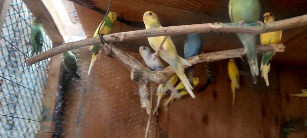 Supa Budgies. - thumbnail 9
