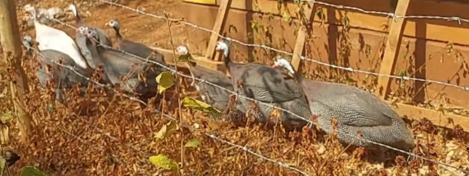 Guinea Fowl