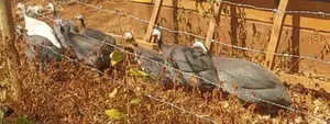 Guinea Fowl