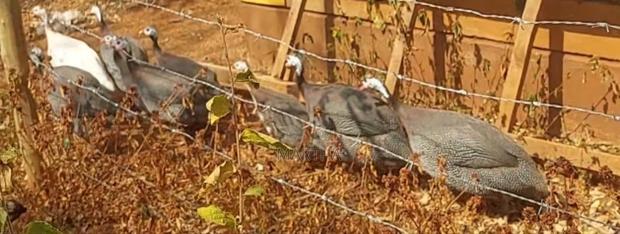 Guinea Fowl - thumbnail 3