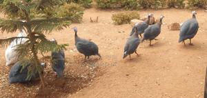 Guinea Fowl - thumbnail 2