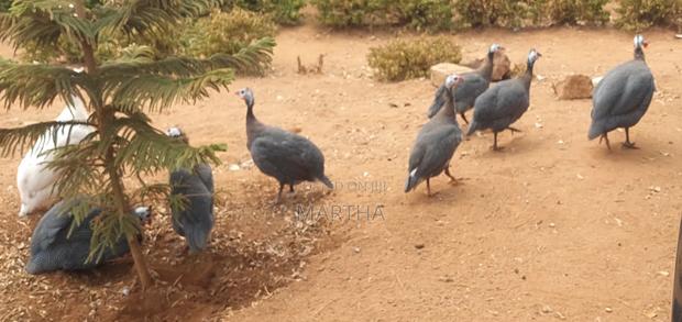 Guinea Fowl - main view