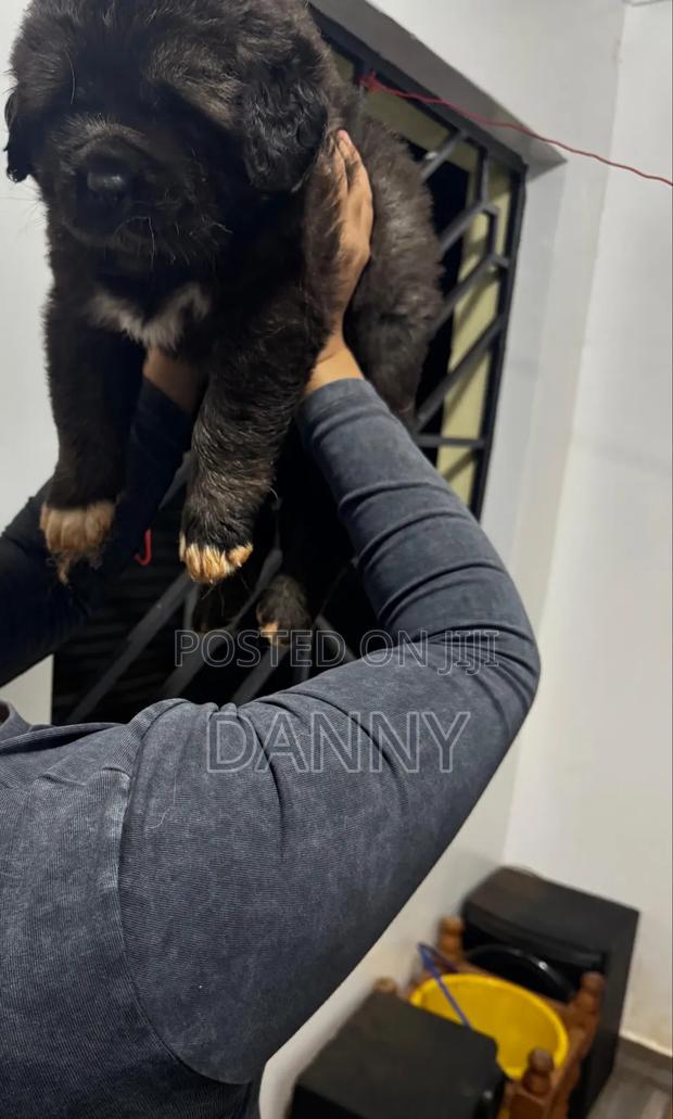 1-3 months Male Purebred Caucasian Shepherd