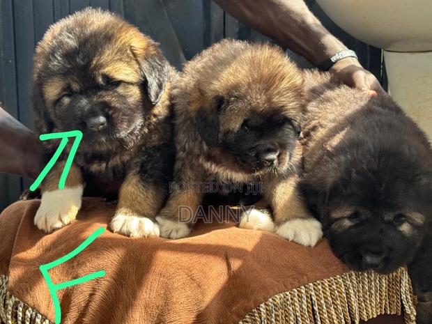 1-3 months Male Purebred Caucasian Shepherd - thumbnail 2