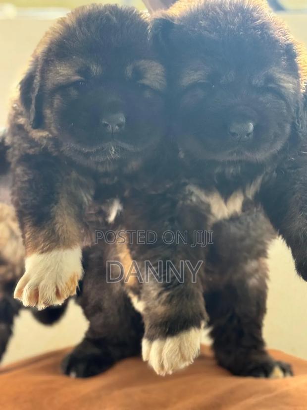 1-3 months Male Purebred Caucasian Shepherd - thumbnail 3