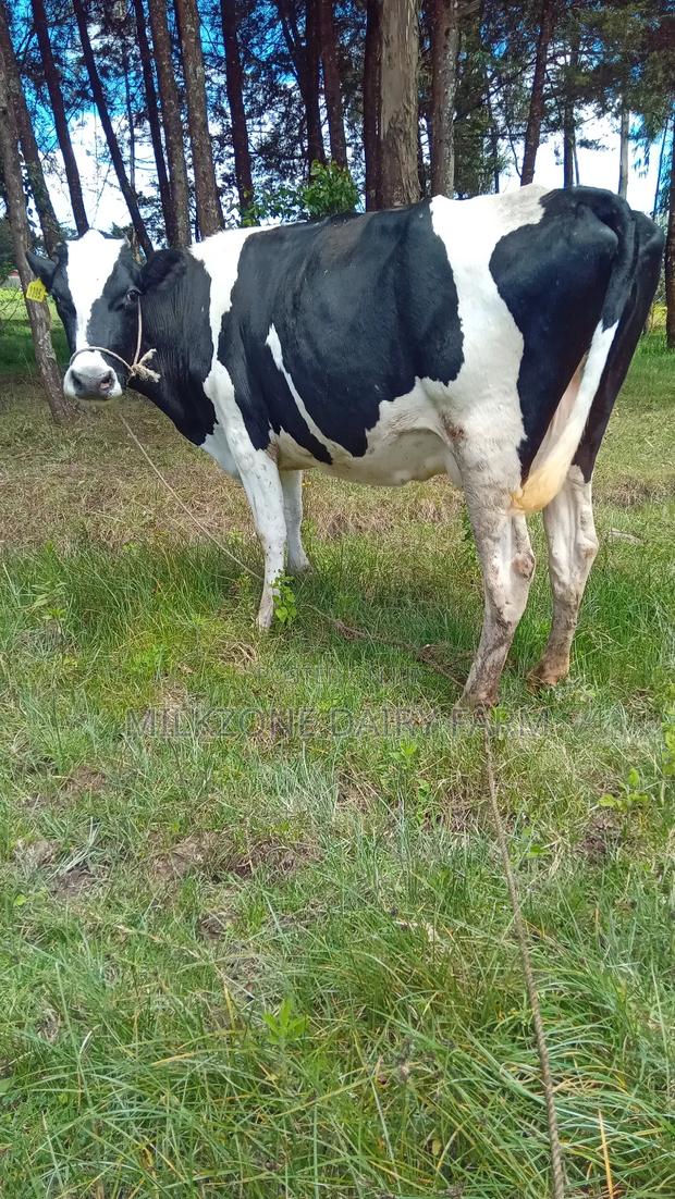 Powerful Frisian Dairy Cow