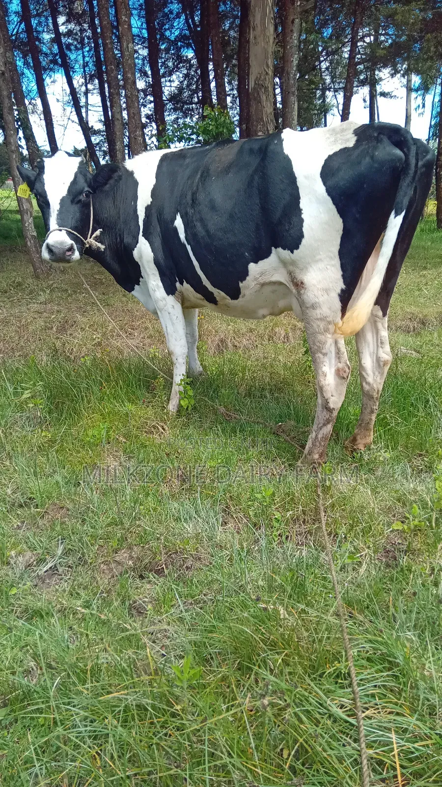 Powerful Frisian Dairy Cow