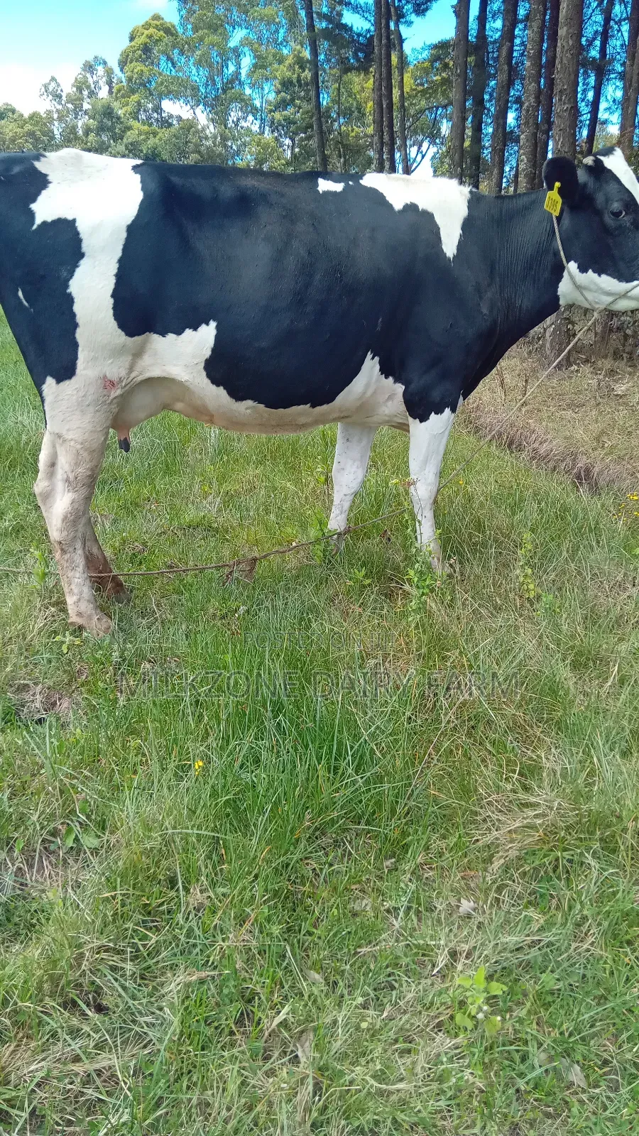 Powerful Frisian Dairy Cow