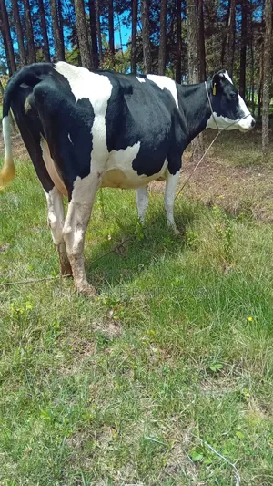 Powerful Frisian Dairy Cow
