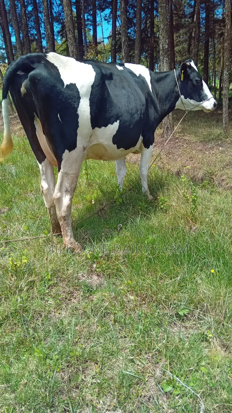 Powerful Frisian Dairy Cow