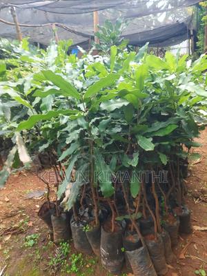 Macadamia Seedlings - thumbnail 2