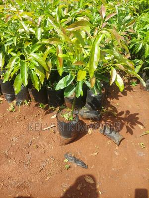 Grafted Big Size Hass Avocado Seedlings - thumbnail 2