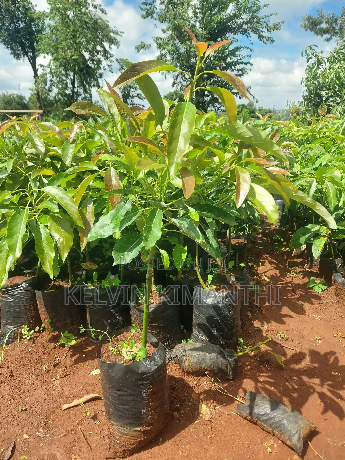 Grafted Big Size Hass Avocado Seedlings