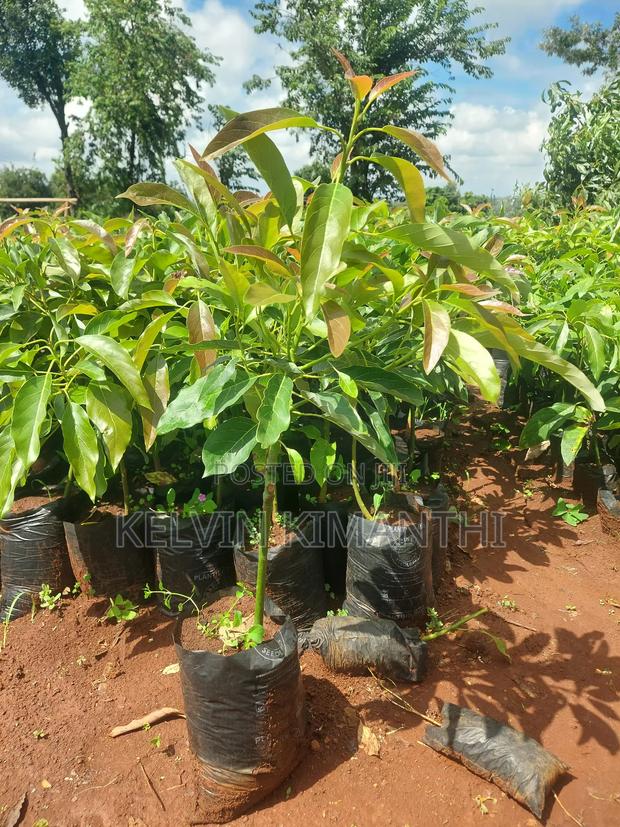 Grafted Big Size Hass Avocado Seedlings - thumbnail 3