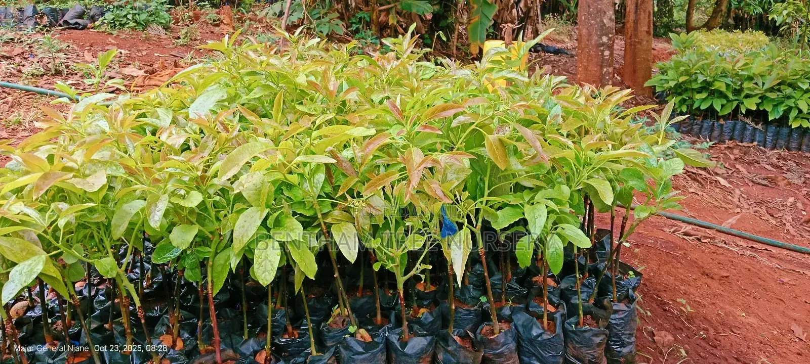 All Tree/Fruit Seedlings. Available