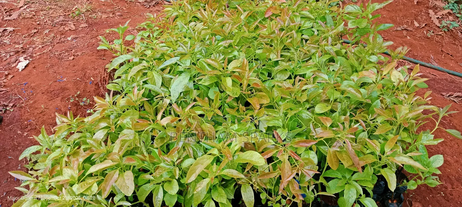 All Tree/Fruit Seedlings. Available