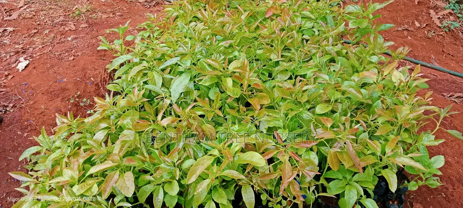 All Tree/Fruit Seedlings. Available
