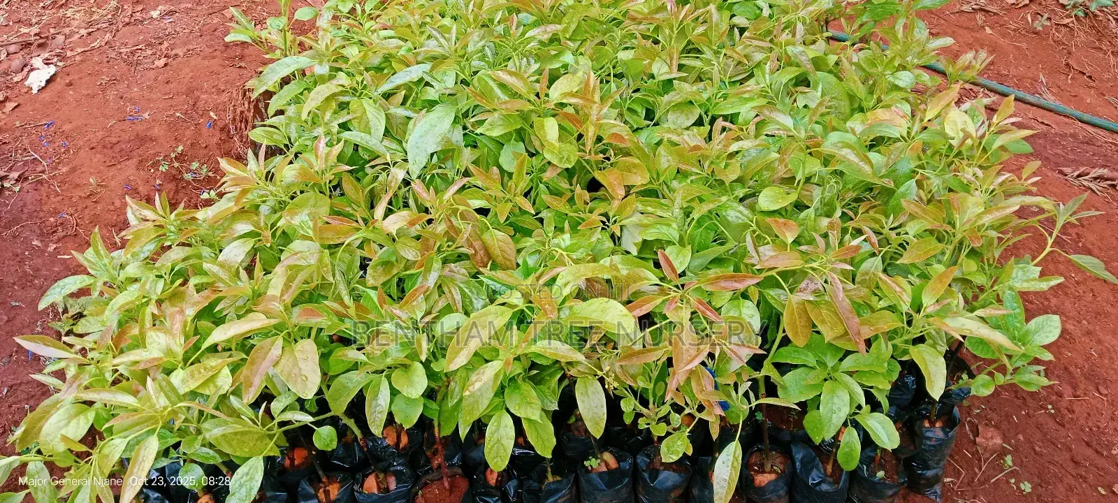 All Tree/Fruit Seedlings. Available